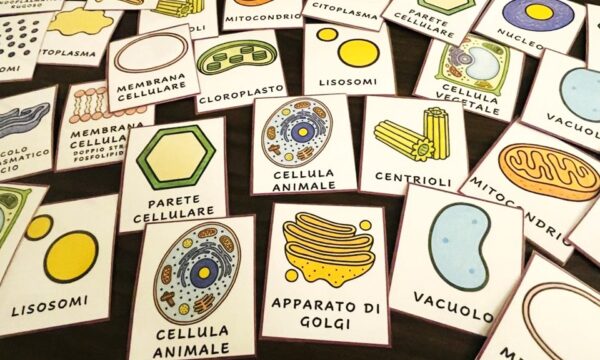IL MEMORY DELLA CELLULA